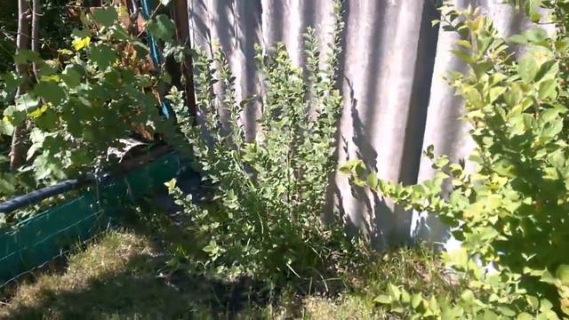 ДАЧА в ИЮНЕ смотреть онлайн