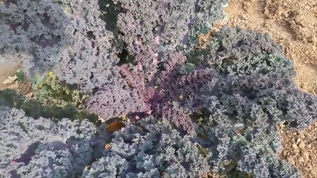 Декоративная капуста Скарлет, кружева на клумбе. Как вырастить красоту? смотреть онлайн