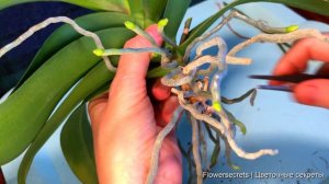 Как ПРАВИЛЬНО ОМОЛОДИТЬ ОРХИДЕЮ, разделить орхидею с воздушными корнями ПОДРОБНАЯ инструкция