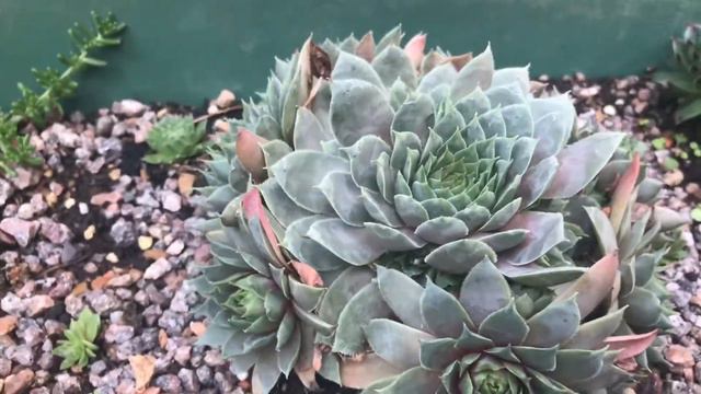 My Little Sempervivum Collection Late August 2018 смотреть онлайн