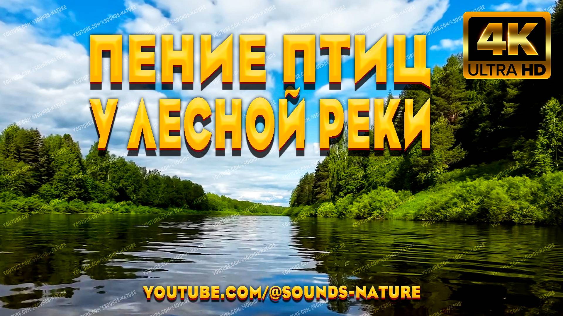 Пение Птиц У Берегов Лесной Реки - Унесут Вас В Беззаботное Детство И Подарят Хорошее Настроение. смотреть онлайн