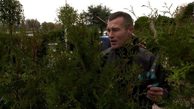 Thuja occ. 'Brabant' - (De Grote Tuinverbouwing afl. 13) смотреть онлайн