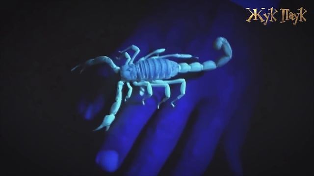 ЭТОГО мы не знали О СКОРПИОНАХ! смотреть онлайн