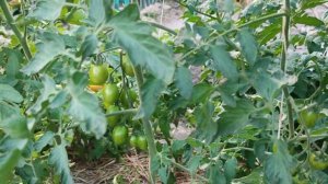 Конфетки на ветке. Супер сладкие детские томаты.