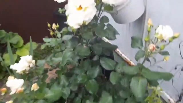 мой садик на 1 июня Многолетники, бархатцы, цинерария и т д ) смотреть онлайн
