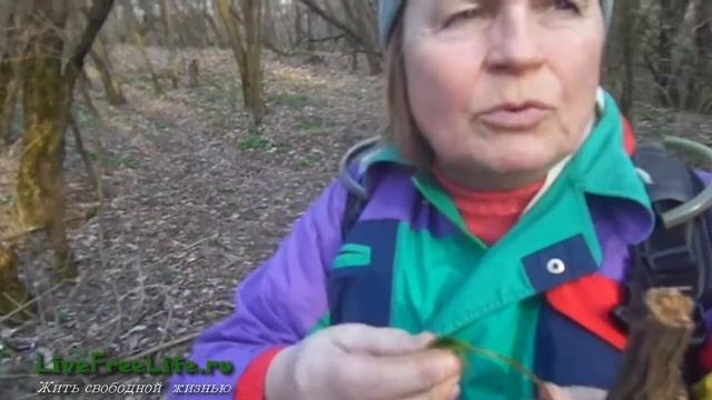 Как определить ядовитые дикорастущие растения? смотреть онлайн