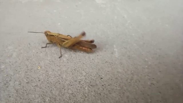 Тарантул Мотыльки... Природа Начало Осени / Tarantula Moths... Nature Early Autumn смотреть онлайн