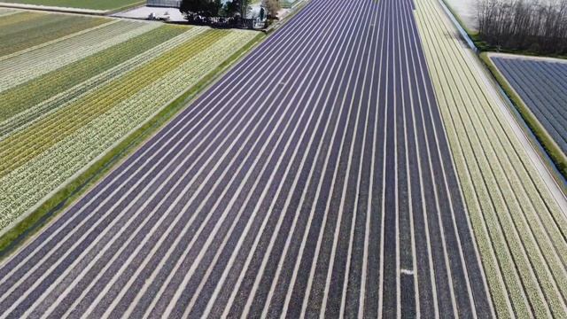 Flowerfields | Bollenstreek | The Netherlands | Noordwijk смотреть онлайн