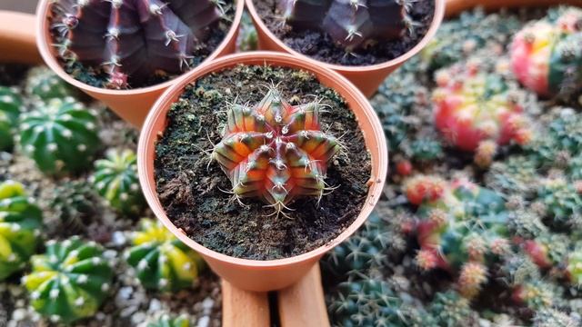 Gymnocalycium Red Lantern And Byzantium Cactus