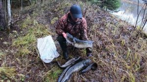 КАРЕЛЬСКИЕ НАЛИМЫ. Ловля налима на продольник.