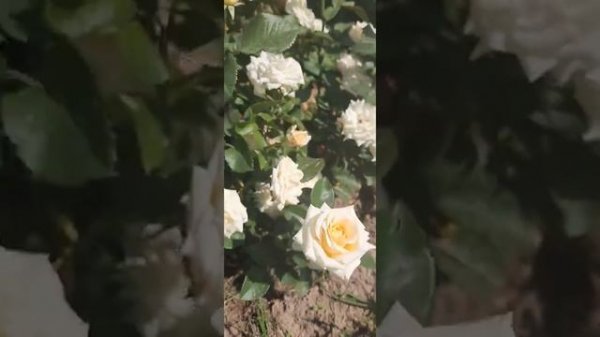 роза Крем де ля Крем, Creme de la Creme .