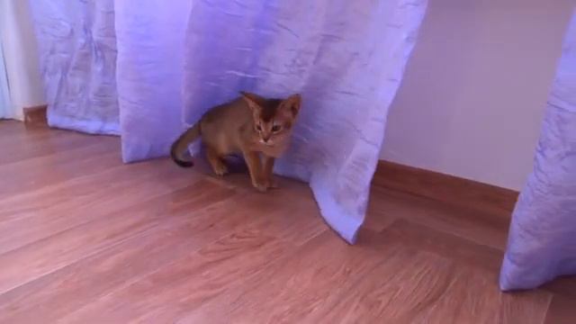 Абиссинские котики. Два бойких мальчика ищут заботливого хозяина. 9-918-478-95-08 смотреть онлайн