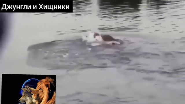 Гигантский крокодил смотреть онлайн