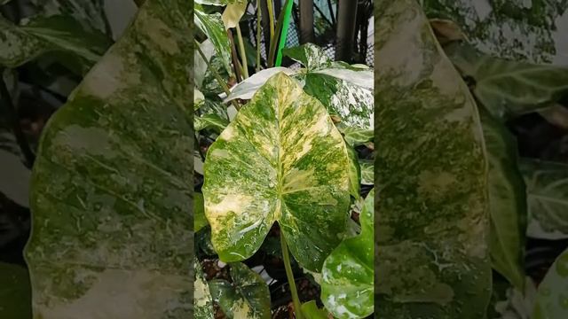 รักษาอาการรากเน่าในหูช้างด่างเหลือง смотреть онлайн