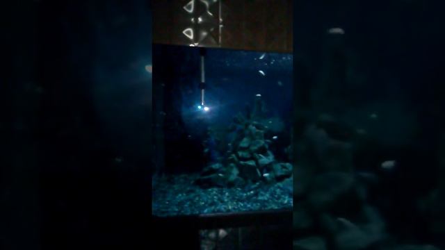 Аквариум с рыбками темно в комнате темнота в двери этой комнаты было  название написано