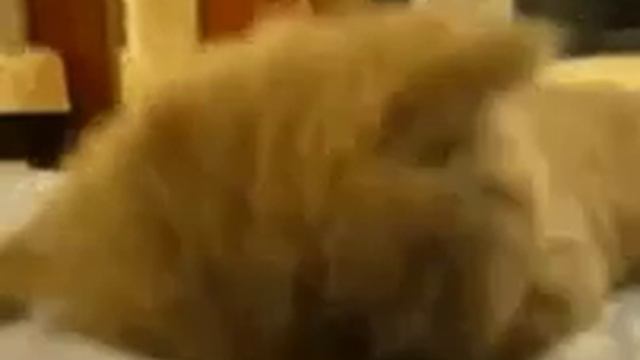 видео не будет несколько дней смотреть онлайн