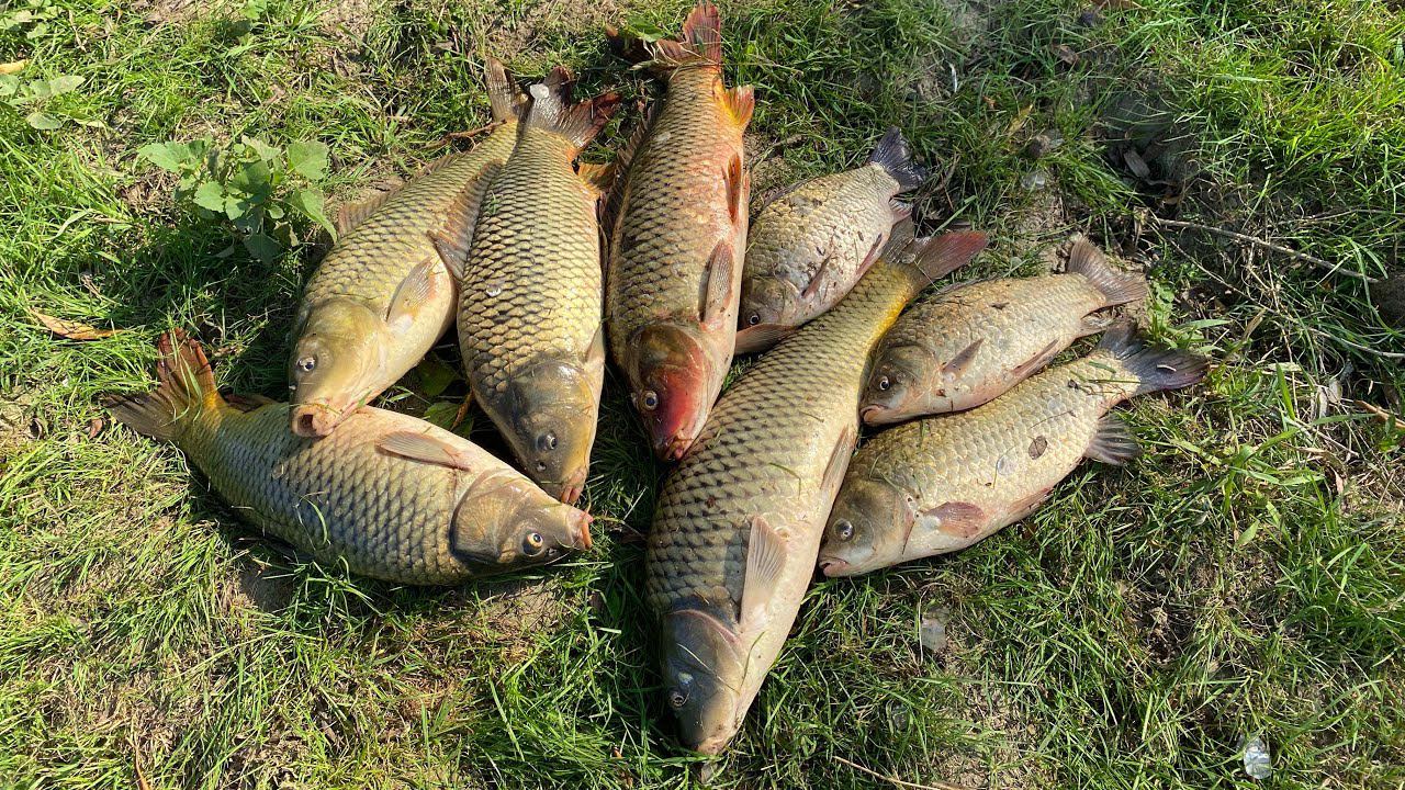 ДОЛГОЖДАННАЯ РЫБАЛКА! Ловля сазана на жмых + бойлы в жару. смотреть онлайн