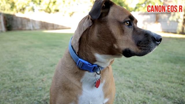 CANON EOS R vs. 70D - 1080p Video Test - Is it worth upgrading? смотреть онлайн