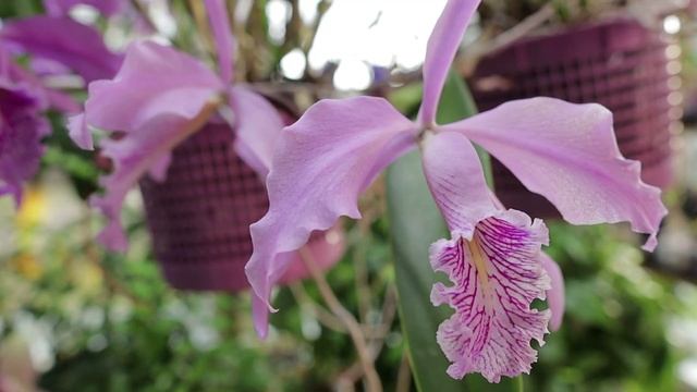 Cattleya maxima "горный тип" смотреть онлайн