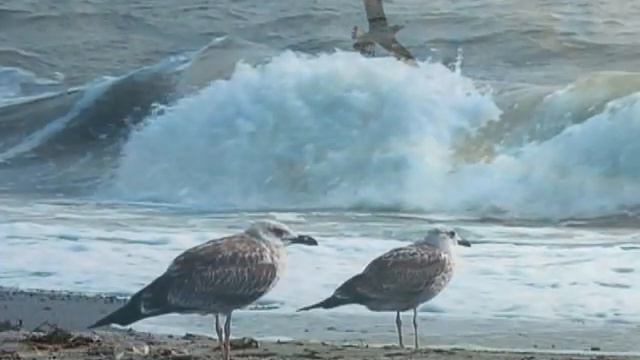 Унисонные ... смотреть онлайн