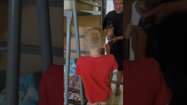 щенок немецкого пинчера приехал смотреть онлайн