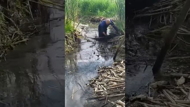 Мужик поймал крупного сазана руками.Ловля рыбы руками. смотреть онлайн