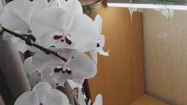 Шикарная орхидея Phal. Reyoung Prince, ? домашнее цветение.