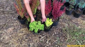 Барбарис Тунберга растет в тени.Orange Tower.Summer Sunset.Goldalita.Красивый САД своими руками.Дач