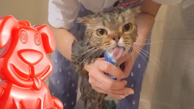 Котики купаются под душем вместе с желейной собачкой Стасиком. смотреть онлайн