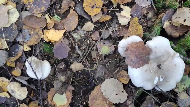 Рядовки серые (сёрушки) и другие грибы в Подмосковье смотреть онлайн