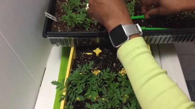 Update on sown seeds harvest from marigolds. смотреть онлайн