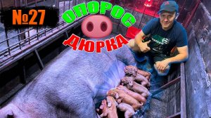 Nº27 ОПОРОС
СВИНОМАТКИ ПОРОДЫ
ДЮРОК!!!/ВАРИМ
ОТКИДУШКИ ДЛЯ КЛЕТКИ!!!/ЗАБРАЛИ ПОРОСЯТ!!!
