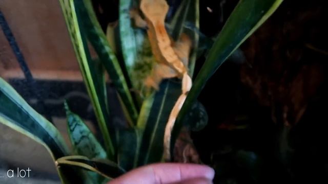 20 Things Crested Geckos Do! смотреть онлайн