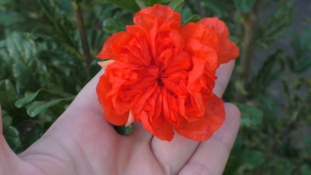 Гранат вариегатный \  Punica Granatum Variegated