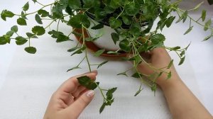 Кампанула вытянулась. Почему и что делать?