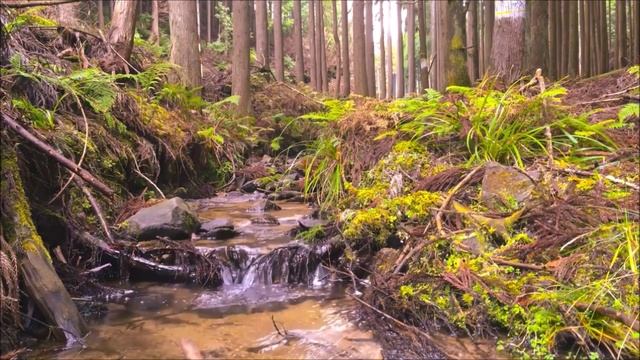 528Hz Love Frequency ❤ Healing Meditation Music - Solfeggio for Heart Chakra смотреть онлайн