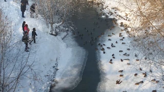 Утки в Кемерово на реке Искитимка смотреть онлайн