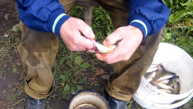 Быстрая чистка окуня смотреть онлайн