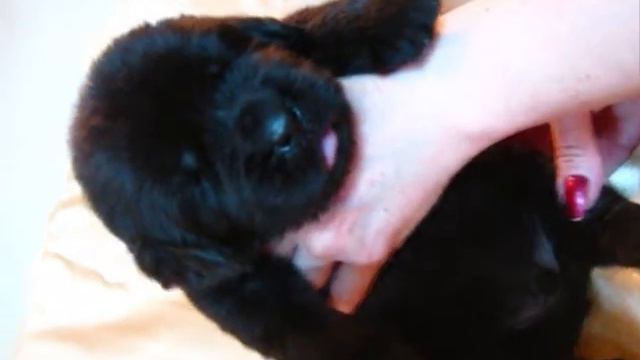 спят усталые игрушки.wmv смотреть онлайн