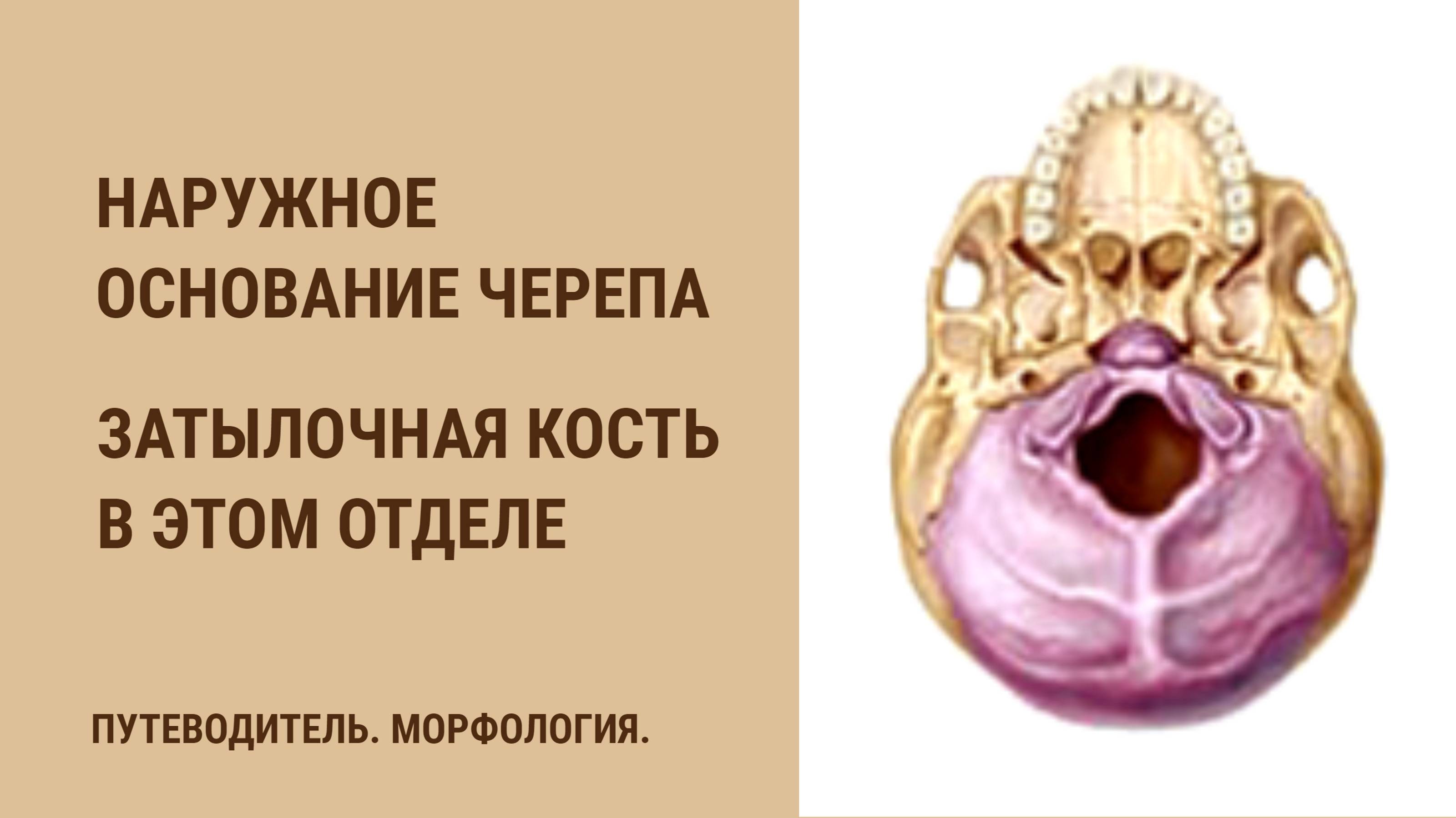 Наружное основание черепа. Затылочная кость в этом отделе. смотреть онлайн