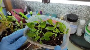 Как сохранила вегетативные георгины зимой. Как с одного маленького маточника получить много черенко