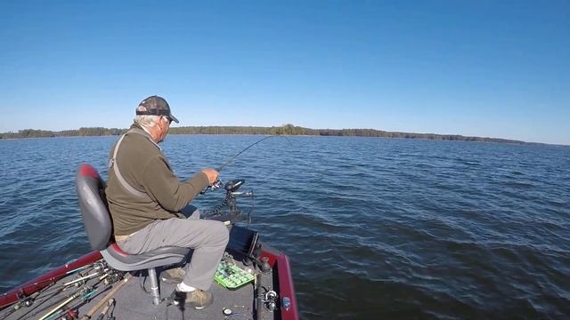 Monster Flathead Catfish On 1" Gulp Minnow On Ultralight Tackle смотреть онлайн