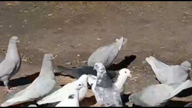 ШЕЙКИ И МРАМОРНЫЕ БАКИНСКИЕ ГОЛУБИ АНДРЕЯ АБРАШКИНА смотреть онлайн