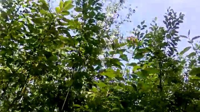 Переливница ивовая (Apatura iris) смотреть онлайн