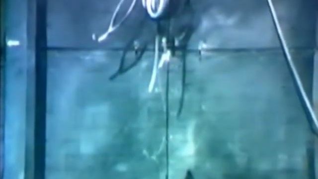 Vladimir Veličković смотреть онлайн