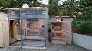 Строим новую голубятник