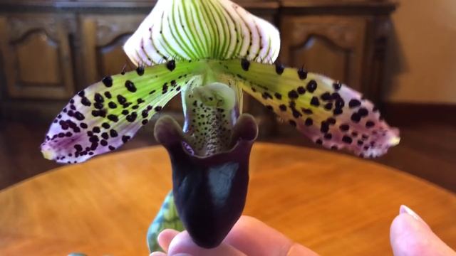 PAPHIOPEDILUM Sukhakulii ЦВЕТЕНИЕ!!! смотреть онлайн