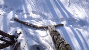 Охота на Зайца Зимой. Петли на зайца зимой. Но получилось вытропить и добыть Зайца беляка.