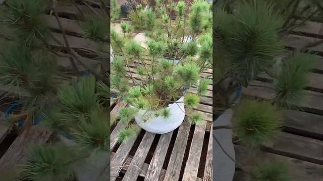 Кедровый стланик 80 на 120 см смотреть онлайн