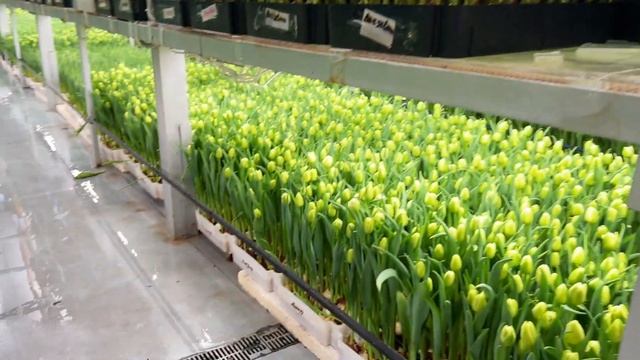 Обзор сортов тюльпанов и обсуждение проблем | 17 февраля смотреть онлайн